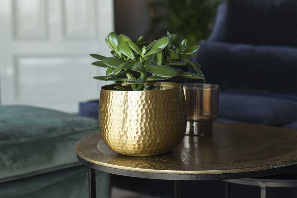 Lite bord med pengetre i gullfarget potte